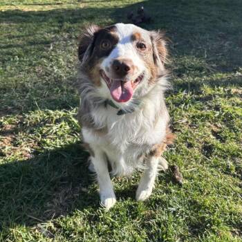 Rescue Australian Shepherd Dogs for Adoption in Alexandria, Virginia - Olive | PetCurious