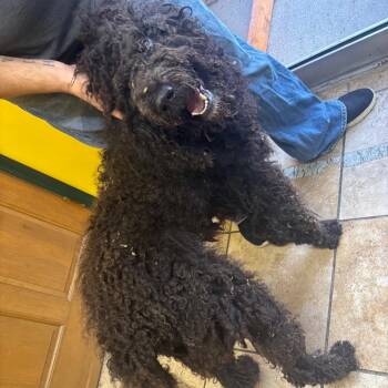 Winston -  Poodle Dog for Adoption in Corbin, Kentucky - Winston | PetCurious