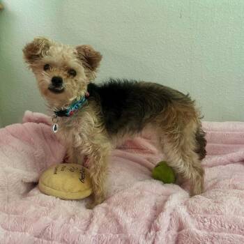Phyllis -  Yorkshire Terrier and Maltipoo Dog for Adoption in High Ridge, Missouri - Phyllis | PetCurious