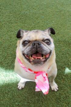 Baba -  Pug Dog for Adoption in Gardena, California - Baba | PetCurious
