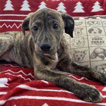 Mixed Breed Dogs Available for Adoption - Randle | PetCurious