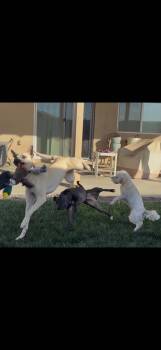 Shepherd and Chihuahua Dogs Available for Adoption in La Verne, California - Venus | PetCurious