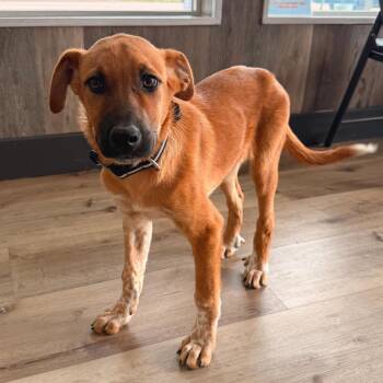Spritz -  Doberman Pinscher and Great Pyrenees Dog for Adoption in Idaho Falls, Idaho - Spritz | PetCurious