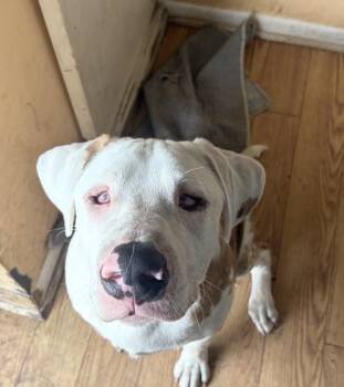 Chunk (in foster care) -  Catahoula Leopard Dog Dog for Adoption in Sebring, Florida - Chunk (in Foster Care) | PetCurious