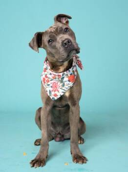 Rocco -  Pit Bull Terrier and Mixed Breed Dog for Adoption in Atlanta, Georgia - Rocco | PetCurious
