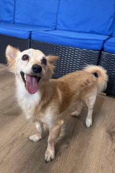 Rescue Chihuahua and Dachshund Dogs for Adoption in Plant City, Florida - Liam | PetCurious