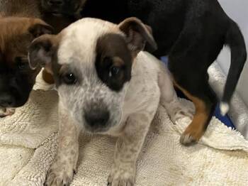 Australian Cattle Dog Blue Heeler and Mixed Breed Dogs Available for Adoption - A607988 | PetCurious