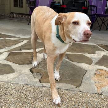Marvin -  Bull Terrier and Mixed Breed Dog for Adoption in Abbotsford, British Columbia - Marvin | PetCurious