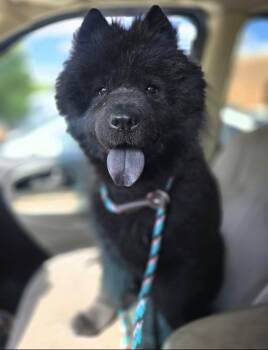 Chow Chow Dogs Available for Adoption - Abyss | PetCurious