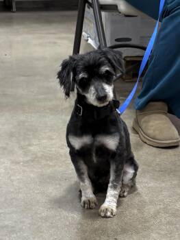 Miniature Schnauzer Dogs Available for Adoption - Jimmy  | PetCurious