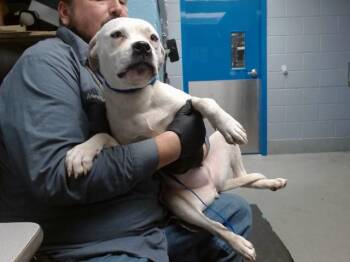 Pit Bull Terrier and Mixed Breed Dogs Available for Adoption in Albuquerque, New Mexico - JANE | PetCurious