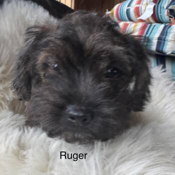 Ruger -  French Bulldog and Miniature Poodle Dog for Adoption in Glenwood City, Wisconsin - Ruger | PetCurious