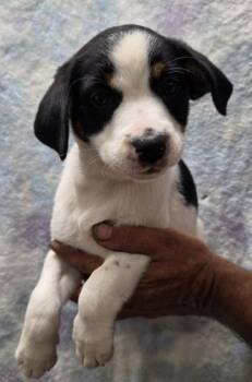 Cavalier King Charles Spaniel and Bernese Mountain Dog Dogs Available for Adoption in Malvern, Pennsylvania - Ophelia | PetCurious