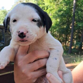 Mixed Breed Dogs Available for Adoption in Valley, Alabama - Dos | PetCurious