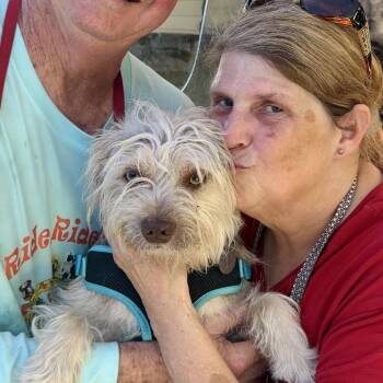 Apollo -  Terrier Dog for Adoption in Park Falls, Wisconsin - Apollo | PetCurious