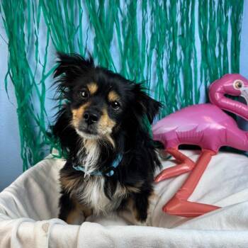 Jimin -  Terrier and Mixed Breed Dog for Adoption in Fresno, California - Jimin | PetCurious