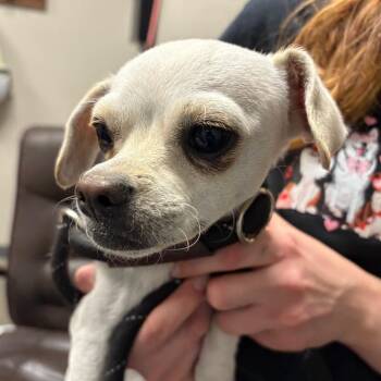 Chihuahua and Mixed Breed Dogs Available for Adoption in Yuma, Arizona - Chitipin | PetCurious