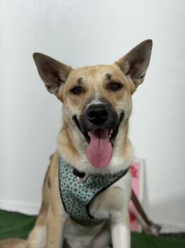 Murphy-One of our Amazing Rescue Dogs -  German Shepherd Dog and Carolina Dog Dog for Adoption in Carlsbad, California - Murphy-One Of Our Amazing Rescue Dogs | PetCurious