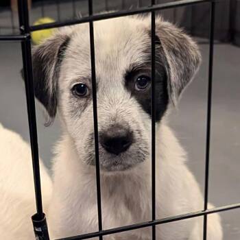 Miniature Schnauzer and Labrador Retriever Dogs Available for Adoption in Sparta, New Jersey - Anthony | PetCurious