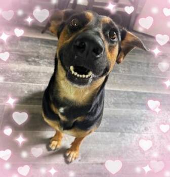 Ladybug -  German Shepherd Dog and Doberman Pinscher Dog for Adoption in Liverpool, Texas - Ladybug | PetCurious