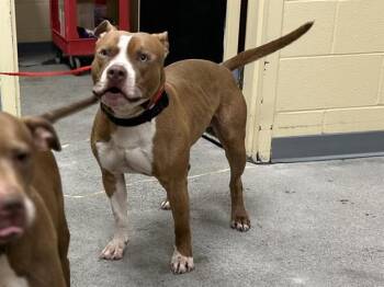 Pit Bull Terrier Dogs Available for Adoption in Kent, Washington - SCALLION | PetCurious