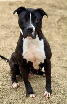 Pit Bull Terrier Dogs Available for Adoption in Princeton, Massachusetts - Sweet Shadow - LOCAL | PetCurious