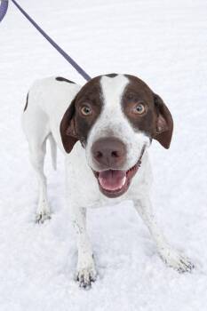 English Pointer Dogs Available for Adoption - Falcon | PetCurious