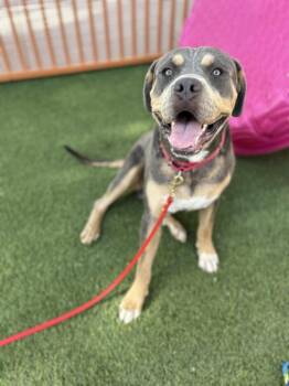 NESIO -  Pit Bull Terrier Dog for Adoption in Las Vegas, Nevada - NESIO | PetCurious