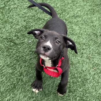 Labrador Retriever and Plott Hound Dogs Available for Adoption in Libertyville, Illinois - Sherman | PetCurious