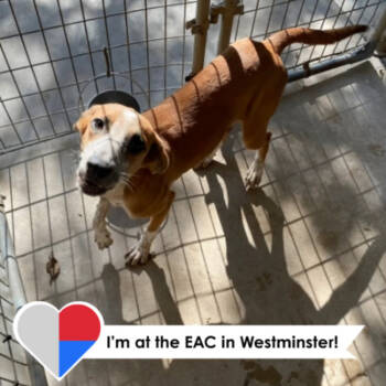 Rescue Hound and Mixed Breed Dogs for Adoption in Fort Collins, Colorado - Whirlwind | PetCurious