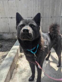 Aiko -  Mixed Breed Dog for Adoption in Montreal, Quebec - Aiko | PetCurious
