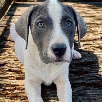 Rescue Boxer and Mixed Breed Dogs for Adoption in Livingston, Texas - Girl | PetCurious