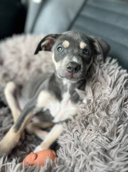 Rescue Labrador Retriever Dogs for Adoption in Parker, Colorado - Mocha | PetCurious