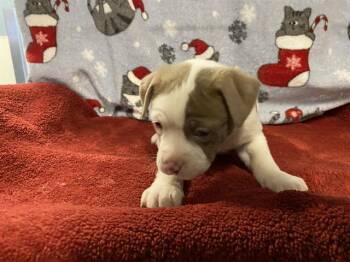 YONNY -  Pit Bull Terrier Dog for Adoption in Modesto, California - YONNY | PetCurious