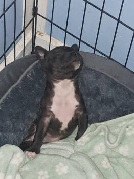 Pit Bull Terrier and Mixed Breed Dogs Available for Adoption in Fayetteville, Tennessee - Onyx | PetCurious
