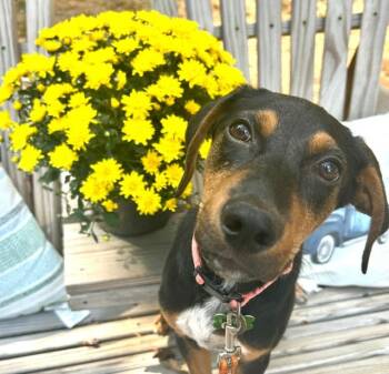 Curt -  Black And Tan Coonhound and Black Labrador Retriever Dog for Adoption in Andover, Massachusetts - Curt | PetCurious