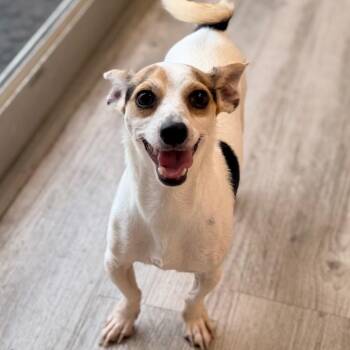 Cole -  Terrier and Mixed Breed Dog for Adoption in Green Bay, Wisconsin - Cole | PetCurious
