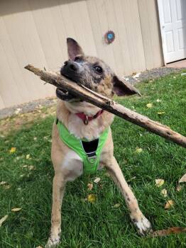 MISHKA -  Labrador Retriever Dog for Adoption in Broomfield, Colorado - MISHKA | PetCurious