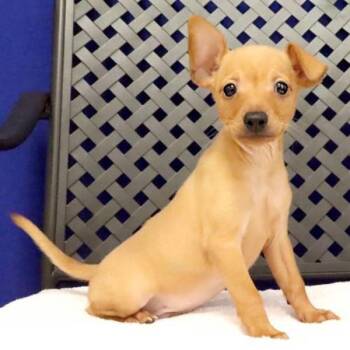 Cricket -  Chihuahua Dog for Adoption in Midland, Texas - Cricket | PetCurious