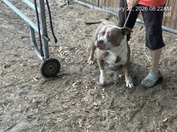 Pit Bull Terrier Dogs Available for Adoption - DAXTER | PetCurious