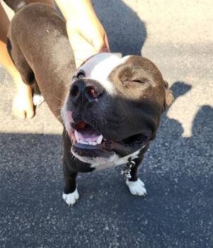 MR. PICKLES -  American Staffordshire Terrier Dog for Adoption in San Antonio, Texas - MR. PICKLES | PetCurious