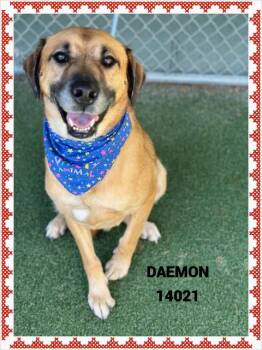 Rescue Shepherd and Labrador Retriever Dogs for Adoption in Marietta, Georgia - DAEMON | PetCurious