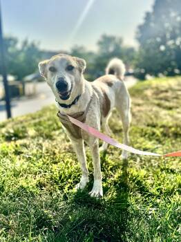 Marshmallow-Available www.lhar.dog to apply -  Saluki and Hound Dog for Adoption in Frederick, Maryland - Marshmallow-Available Www.lhar.dog To Apply | PetCurious
