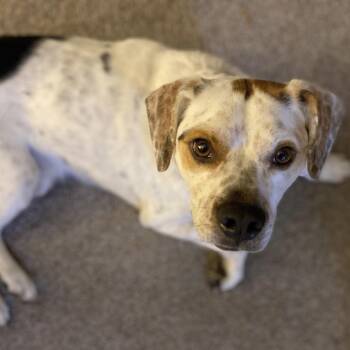 Chip -  Beagle Dog for Adoption in Harrisonburg, Virginia - Chip | PetCurious