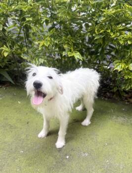 Prince (Principe) -  Wire Fox Terrier Dog for Adoption in Langley Township, British Columbia - Prince (Principe) | PetCurious