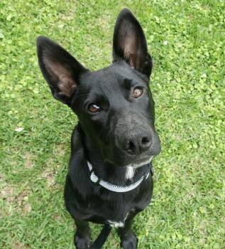 German Shepherd Dog Dogs Available for Adoption in Calera, Alabama - Dozer | PetCurious