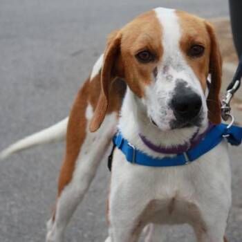 Hound and Mixed Breed Dogs Available for Adoption in Richmond, Virginia - Chips And Dip | PetCurious