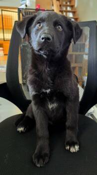 Ember -  Labrador Retriever Dog for Adoption in Anchorage, Alaska - Ember | PetCurious