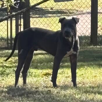 Rescue Terrier Dogs for Adoption in Montgomery, Alabama - Goat | PetCurious