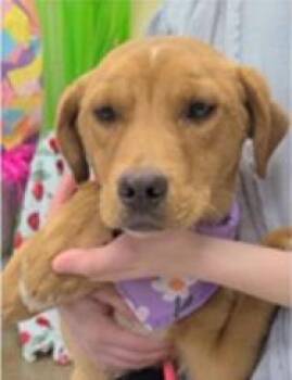 Retriever and Weimaraner Dogs Available for Adoption in Largo, Florida - Bumble | PetCurious